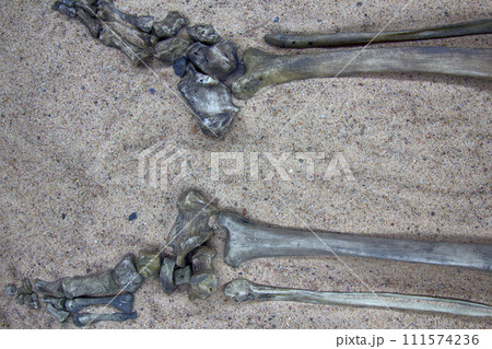 Skeleton (leg) of young warrior 111574236