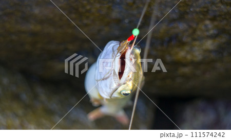 Amateur fishing in India 2. Parvati fish 111574242