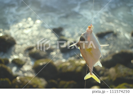 Amateur fishing in India 6. This triggerfish caught on clam meat 111574250