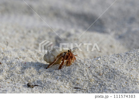 Hermit crab on the sand beach. Selective focus. Close up. Hermit crab on the sand beach. Selective focus. Close up. 111574383
