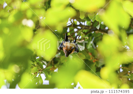 Flying Fox on Maldives island. Fruit bat flying. Gray-headed Flying Fox (Pteropus poliocephalus). 111574395