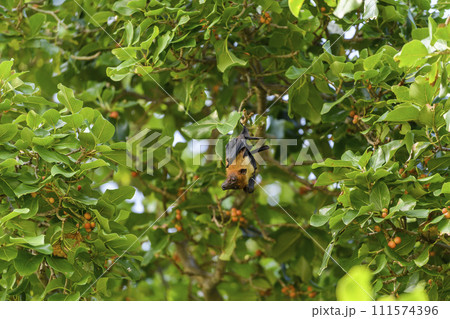 Flying Fox on Maldives island. Fruit bat flying. Gray-headed Flying Fox (Pteropus poliocephalus). 111574396