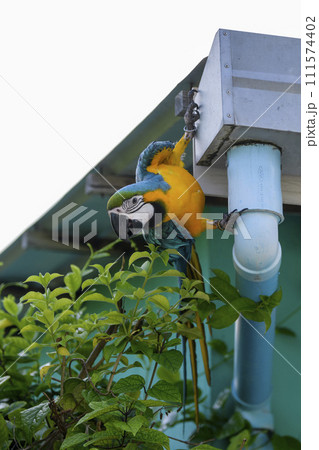Blue macaw parrot sitting on the roof. Blue macaw parrot sitting on the roof. 111574402
