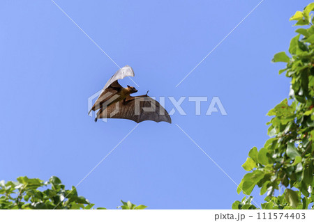 Flying Fox on Maldives island. Fruit bat flying. Gray-headed Flying Fox (Pteropus poliocephalus). Flying Fox on Maldives island. Fruit bat flying. Gray-headed Flying Fox (Pteropus poliocephalus). 111574403
