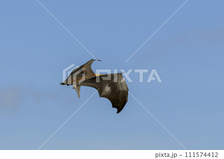 Flying Fox on Maldives island. Fruit bat flying. Gray-headed Flying Fox (Pteropus poliocephalus). Flying Fox on Maldives island. Fruit bat flying. Gray-headed Flying Fox (Pteropus poliocephalus). 111574412