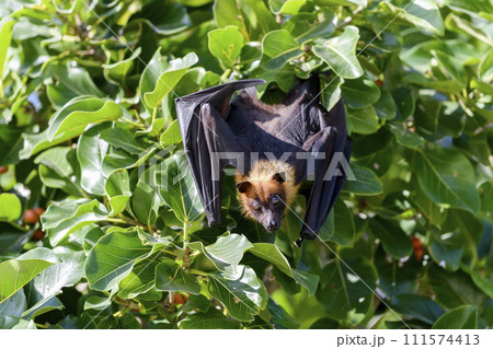 Flying Fox on Maldives island. Fruit bat flying. Gray-headed Flying Fox (Pteropus poliocephalus). Flying Fox on Maldives island. Fruit bat flying. Gray-headed Flying Fox (Pteropus poliocephalus). 111574413