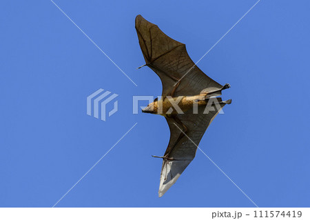 Flying Fox on Maldives island. Fruit bat flying. Gray-headed Flying Fox (Pteropus poliocephalus). 111574419