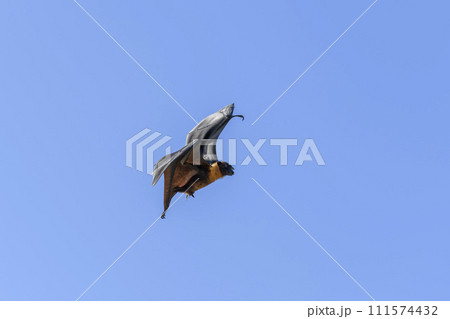 Flying Fox on Maldives island. Fruit bat flying. Gray-headed Flying Fox (Pteropus poliocephalus). 111574432