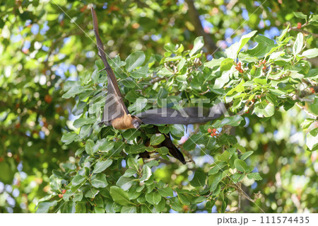 Flying Fox on Maldives island. Fruit bat flying. Gray-headed Flying Fox (Pteropus poliocephalus). 111574435
