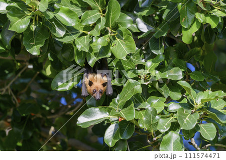 Flying Fox on Maldives island. Fruit bat flying. Gray-headed Flying Fox (Pteropus poliocephalus). 111574471