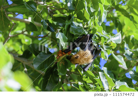 Flying Fox on Maldives island. Fruit bat flying. Gray-headed Flying Fox (Pteropus poliocephalus). Flying Fox on Maldives island. Fruit bat flying. Gray-headed Flying Fox (Pteropus poliocephalus). 111574472