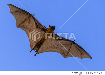 Flying Fox on Maldives island. Fruit bat flying. Gray-headed Flying Fox (Pteropus poliocephalus). 111574474