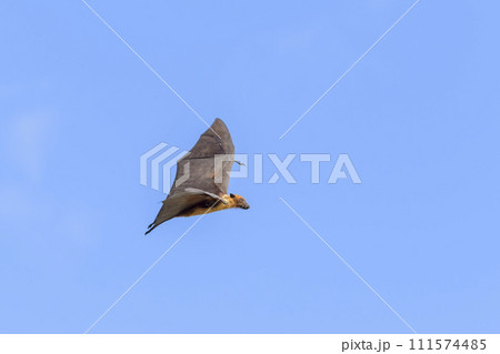 Flying Fox on Maldives island. Fruit bat flying. Gray-headed Flying Fox (Pteropus poliocephalus). 111574485
