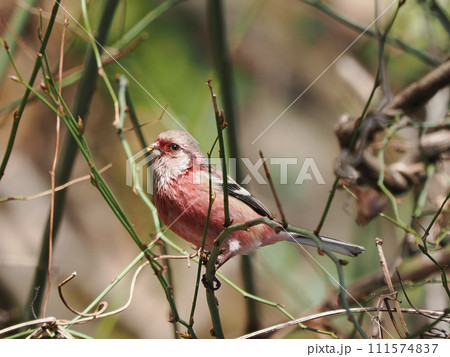 木の実をついばむベニマシコ 111574837