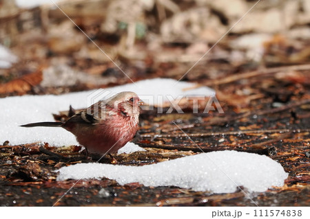 ベニマシコのオス 111574838