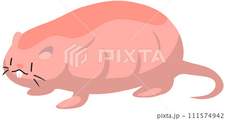 ハダカデバネズミ ハダカデバネズミ 111574942