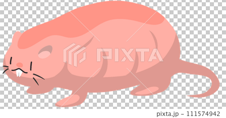 ハダカデバネズミ ハダカデバネズミ 111574942