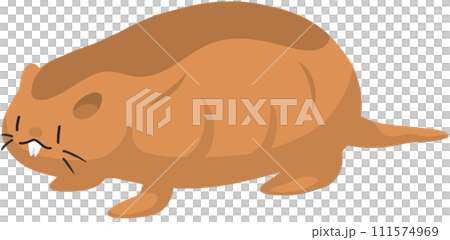 達馬拉蘭鼴鼠 111574969