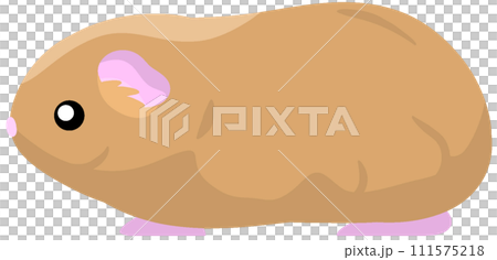 teddy guinea pig teddy guinea pig 111575218