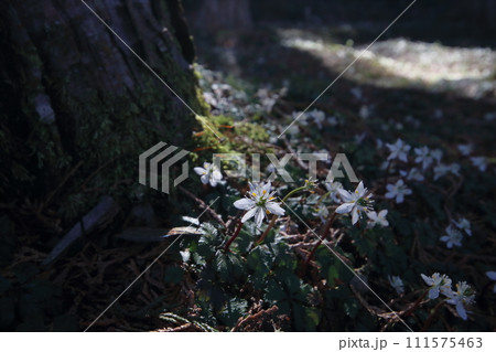群生する梅花黄蓮 陽射しを浴びて (高知県 佐川町 牧野公園) 群生する梅花黄蓮 陽射しを浴びて (高知県 佐川町 牧野公園) 111575463