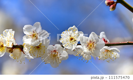 白い梅の花 111575470