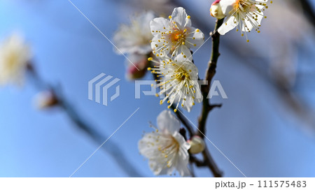 白い梅の花 111575483