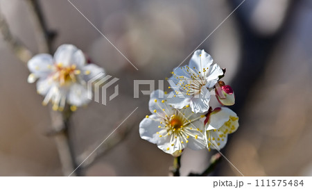 白い梅の花 111575484