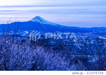 (静岡県)白梅咲く日守山から三島市の街並みと富士山 夕景 (静岡県)白梅咲く日守山から三島市の街並みと富士山 夕景 111575729