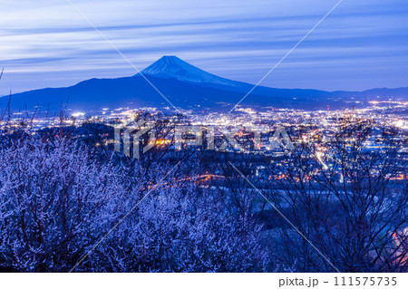 （静岡県）白梅咲く日守山から三島市の街並みと富士山　夕景 111575735