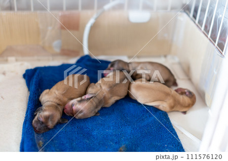仔犬　カニンヘンダックスフンド 111576120