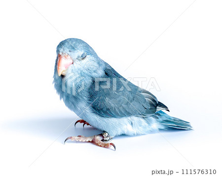 Forpus baby parrot bird on the white background 111576310