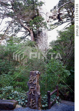 屋久島 紀元杉 屋久島 紀元杉 111576416