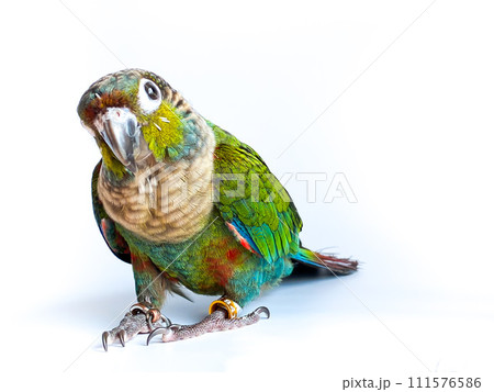 Crimson bellied conure parrot in the white background Crimson bellied conure parrot in the white background 111576586