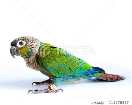 Crimson bellied conure parrot in the white background Crimson bellied conure parrot in the white background 111576587