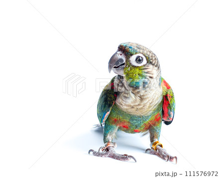 Crimson bellied conure parrot in the white background Crimson bellied conure parrot in the white background 111576972