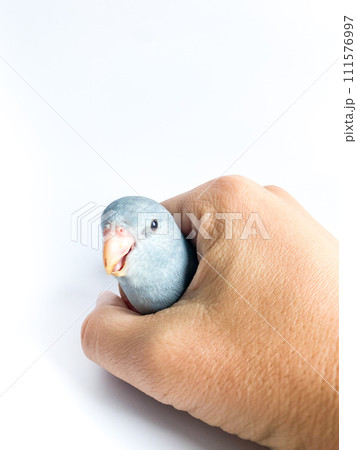 Forpus parrot in hand on the white background 111576997