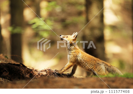 Little cube of red fox looking up - Vulpes vulpes 111577408