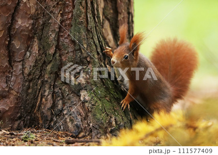 Cute red squirrel (Sciurus vulgaris) with long pointed ears sit on branch in autumn scene with nice deciduous forest in the background 111577409
