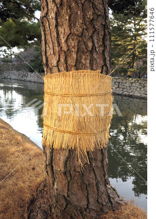 こも巻き　松食い虫　害虫駆除 111577646