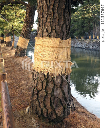 こも巻き 松食い虫 害虫駆除 こも巻き 松食い虫 害虫駆除 111577647