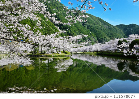 桜咲くきなりの郷　桜並木と下北山スポーツ公園　奈良の桜の名所　吉野熊野国立公園　水面に映る桜　 111578077