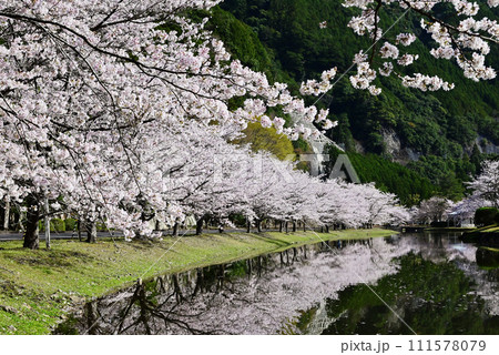 桜咲くきなりの郷　桜並木と下北山スポーツ公園　奈良の桜の名所　吉野熊野国立公園　水面に映る桜　 111578079