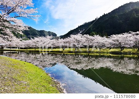 桜咲くきなりの郷　桜並木と下北山スポーツ公園　奈良の桜の名所　吉野熊野国立公園　水面に映る桜　 111578080