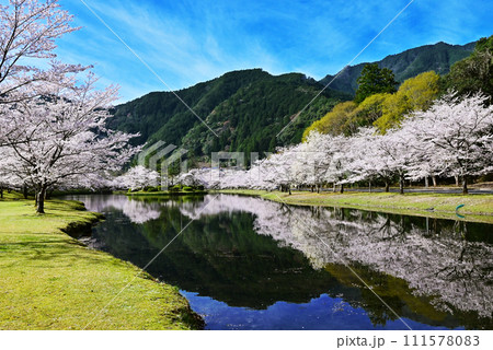 桜咲くきなりの郷　桜並木と下北山スポーツ公園　奈良の桜の名所　吉野熊野国立公園　水面に映る桜　 111578083