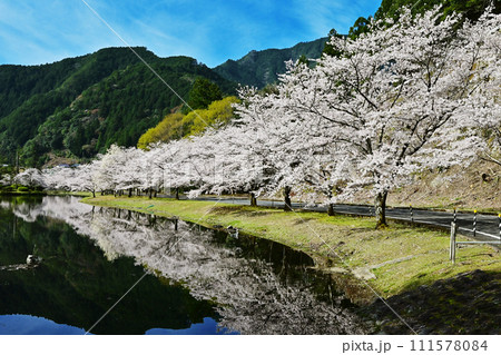 桜咲くきなりの郷 桜並木と下北山スポーツ公園 奈良の桜の名所 吉野熊野国立公園 水面に映る桜  桜咲くきなりの郷 桜並木と下北山スポーツ公園 奈良の桜の名所 吉野熊野国立公園 水面に映る桜  111578084