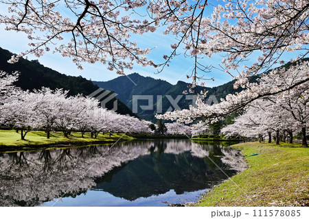 桜咲くきなりの郷　桜並木と下北山スポーツ公園　奈良の桜の名所　吉野熊野国立公園　水面に映る桜　 111578085