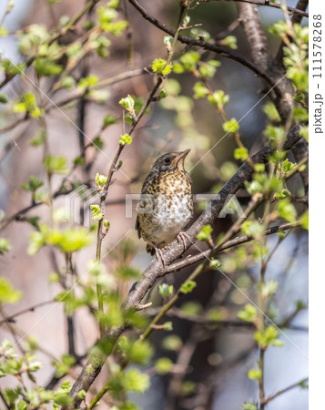 A fieldfare chick, Turdus pilaris, has left the nest and is sitting on a branch. A chick of fieldfare sitting and waiting for a parent on a branch. 111578268