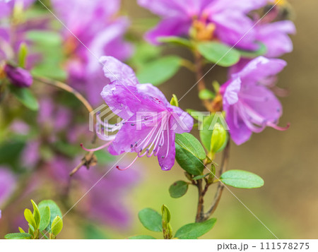 Pink flowers of Siberian rhododendron copy space. Rhododendron dauricum. Spring flowering of Altai rhododendron. 111578275