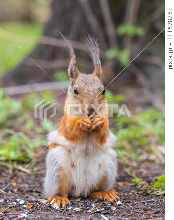 Squirrel eats a nut while sitting in green grass. Eurasian red squirrel, Sciurus vulgaris Squirrel eats a nut while sitting in green grass. Eurasian red squirrel, Sciurus vulgaris 111578281
