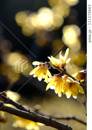 初春に咲くロウバイの花 初春に咲くロウバイの花 111578663
